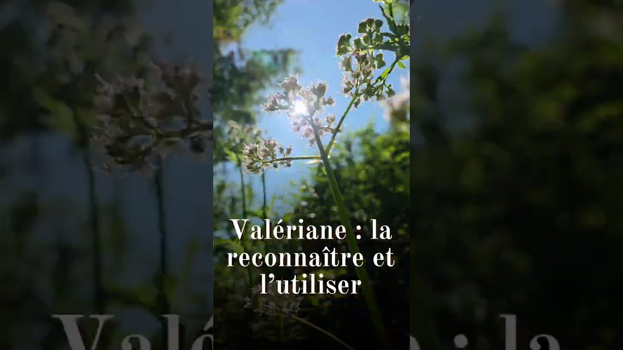 Valériane officinale (Valeriana officinalis), la reconnaître et l'utiliser #plantesmédicinales