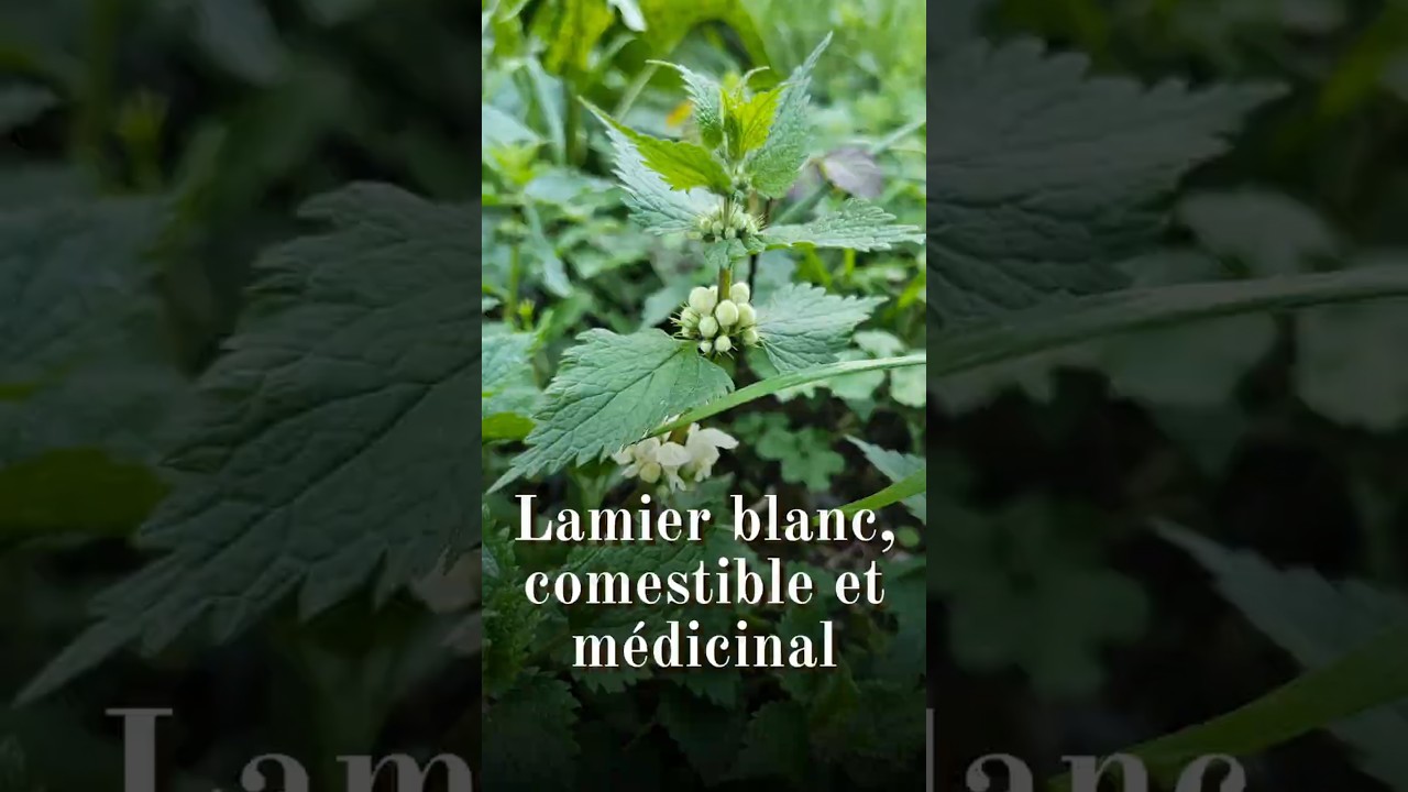 Le lamier blanc (Lamium album), comestible et médicinal, allié des femmes. #plantesmédicinales