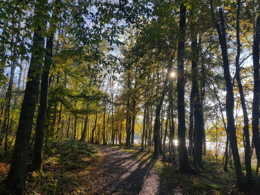 Les origines païennes des fêtes chrétiennes Bosquet sauvage