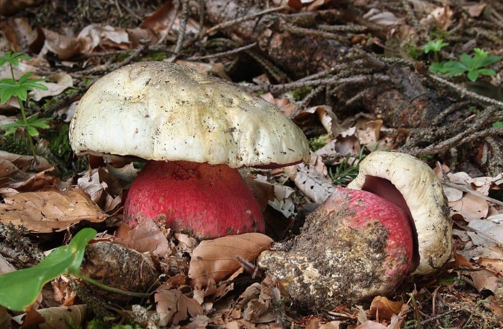 Le bolet de satan est un champignon toxique de la famille des bolets.