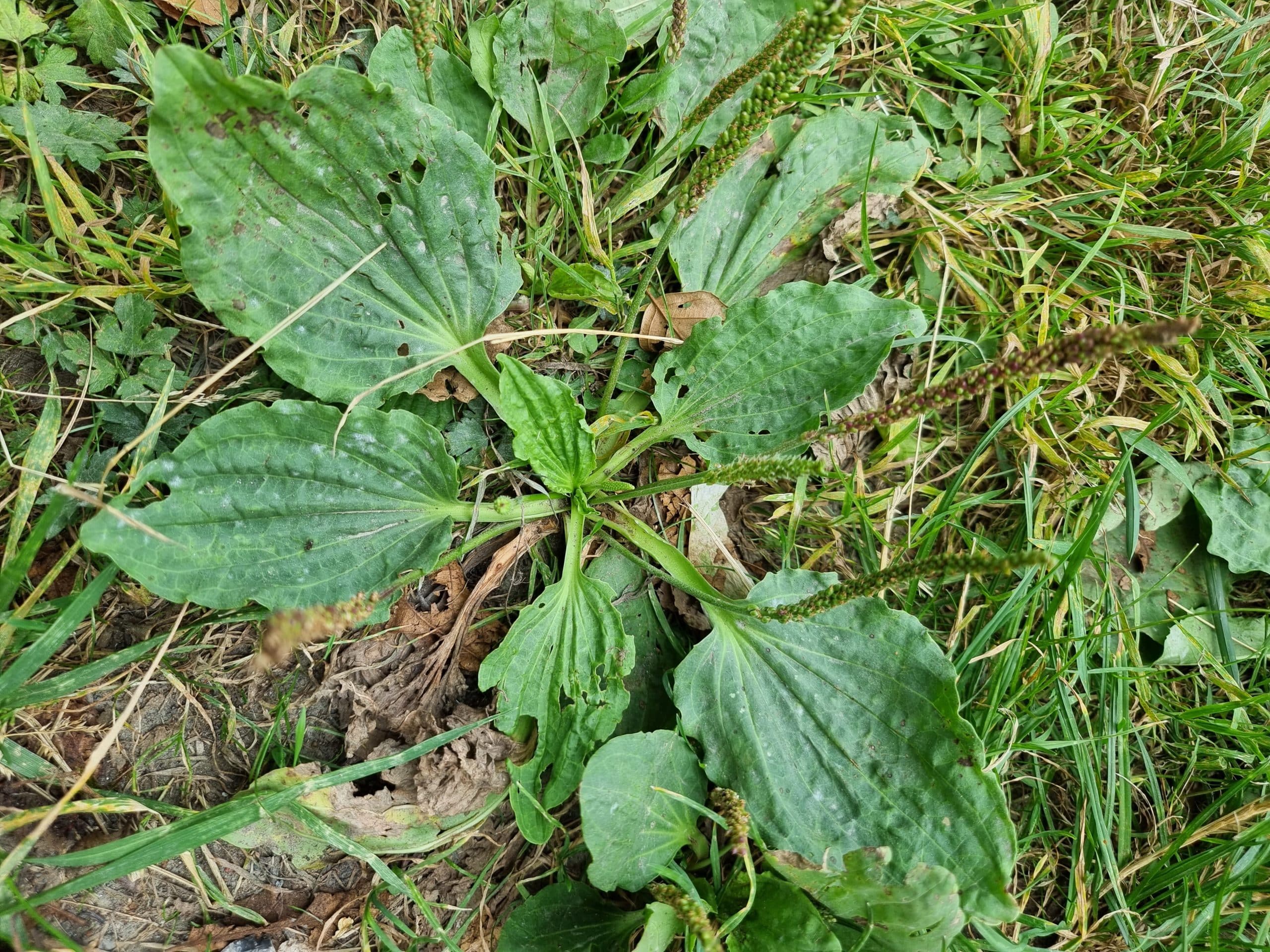 Le grand plantain est comestible.