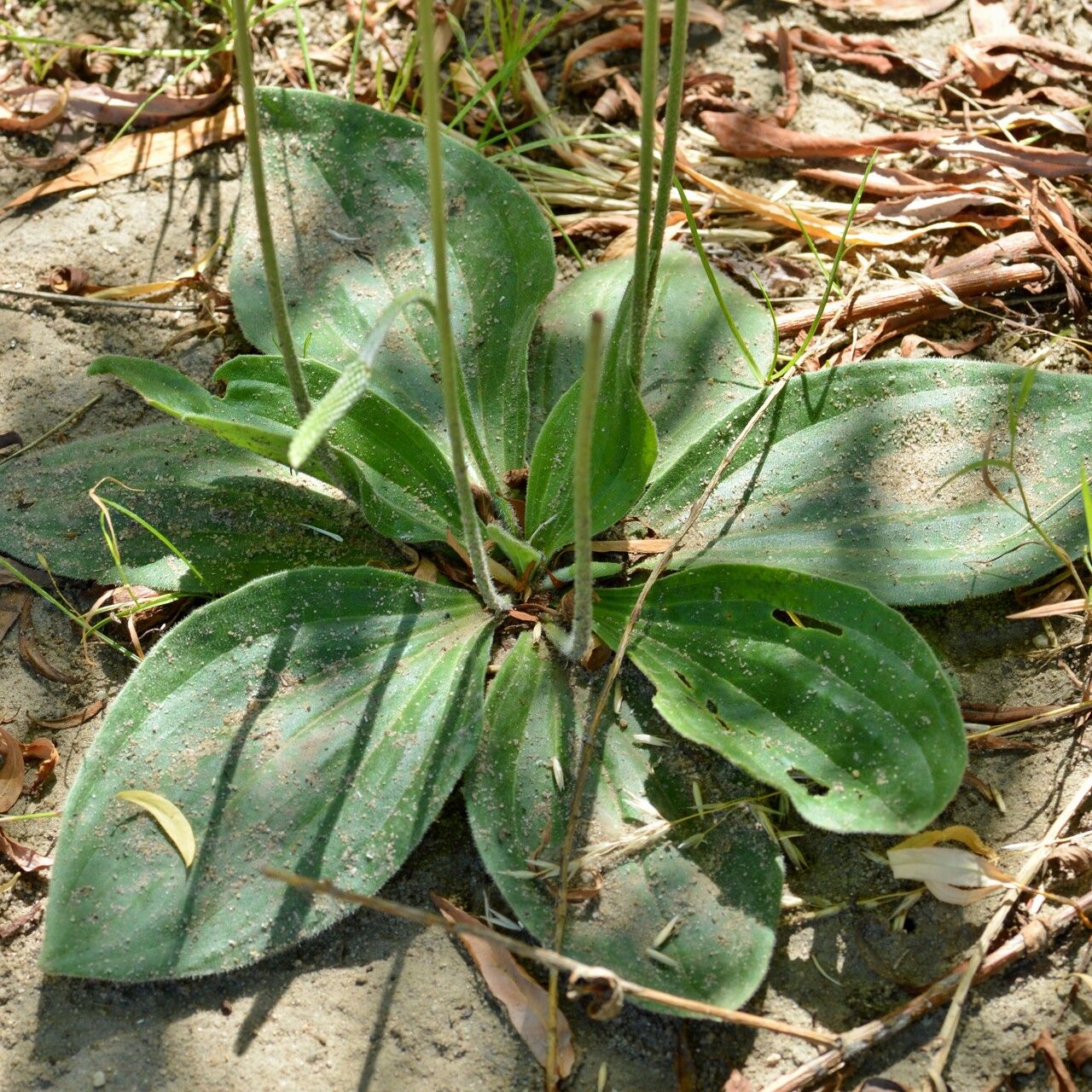 Le plantain moyen est un plantain comestible