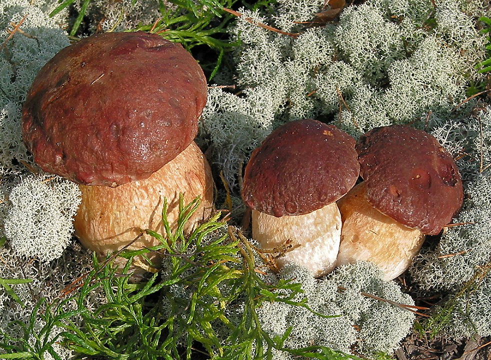 Le cèpe des pins est un autre excellent champagne comestible facile à identifier