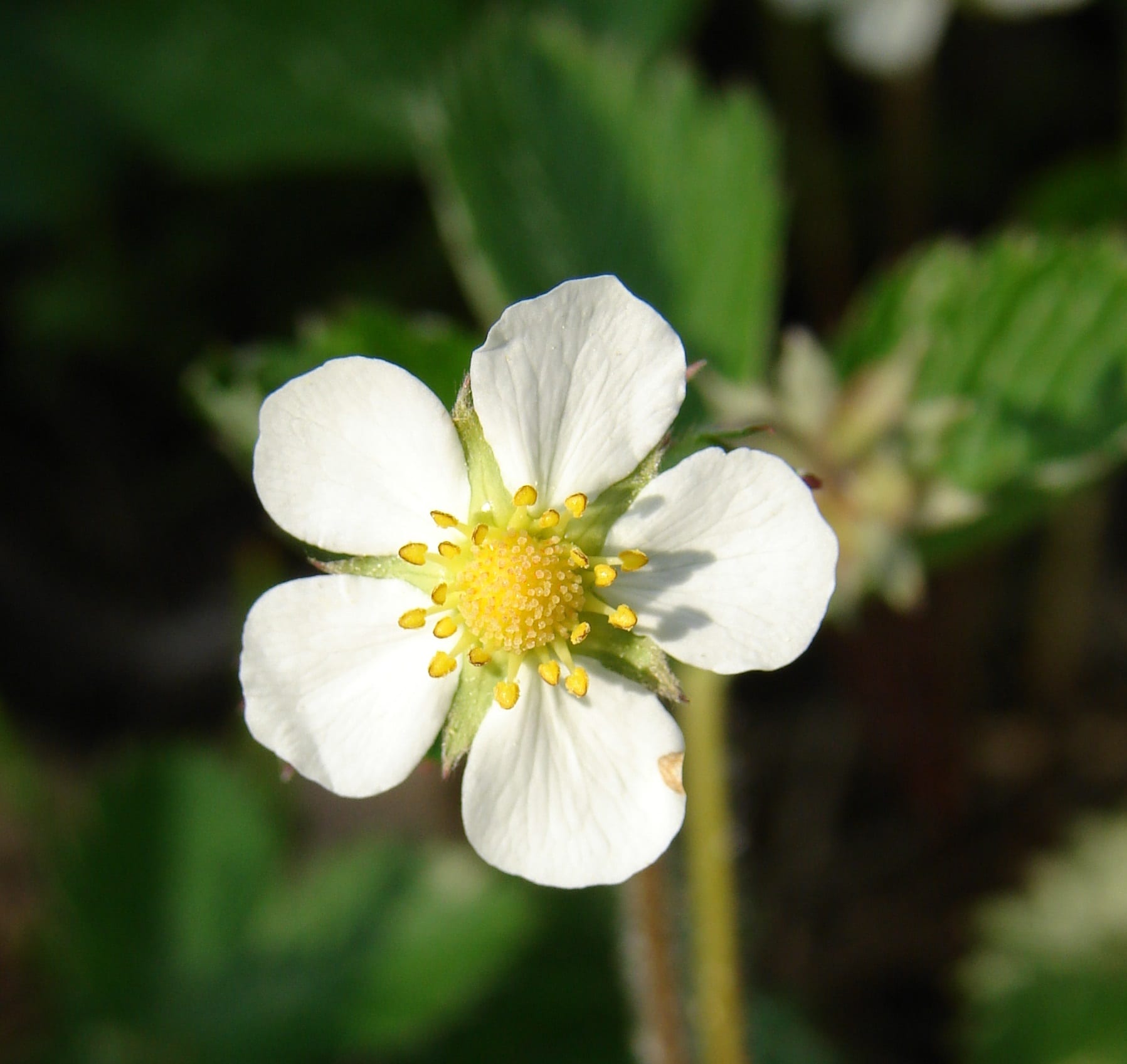 La fleur blanche du fraisier des bois