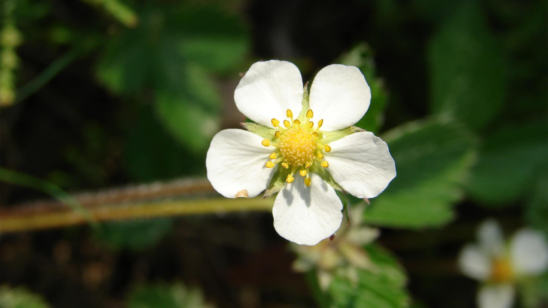 Petite fleur blanche sauvage - Noms et photos des plantes