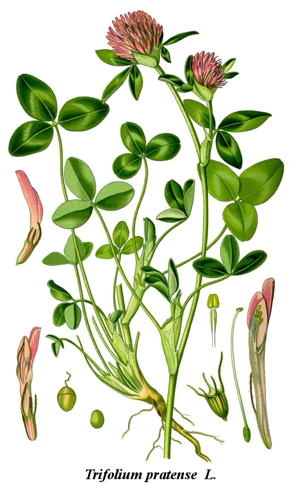 Illustration du trèfle : plante sauvage comestible