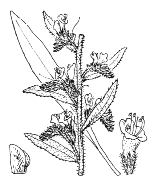 Illustration vipérine commune flore coste