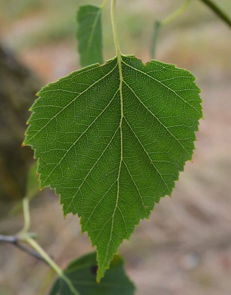 Une feuille de bouleau - un arbre comestible facile à reconnaître.