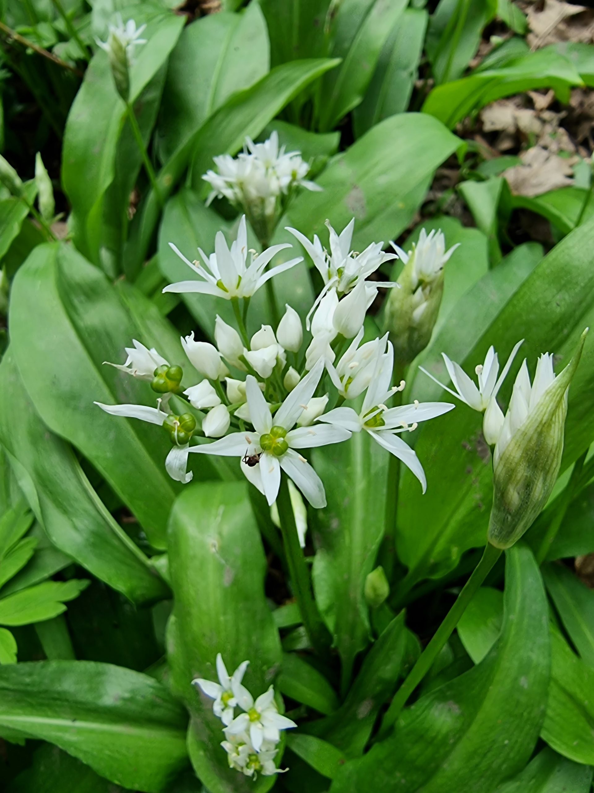 Les fleurs de l'ail des ours