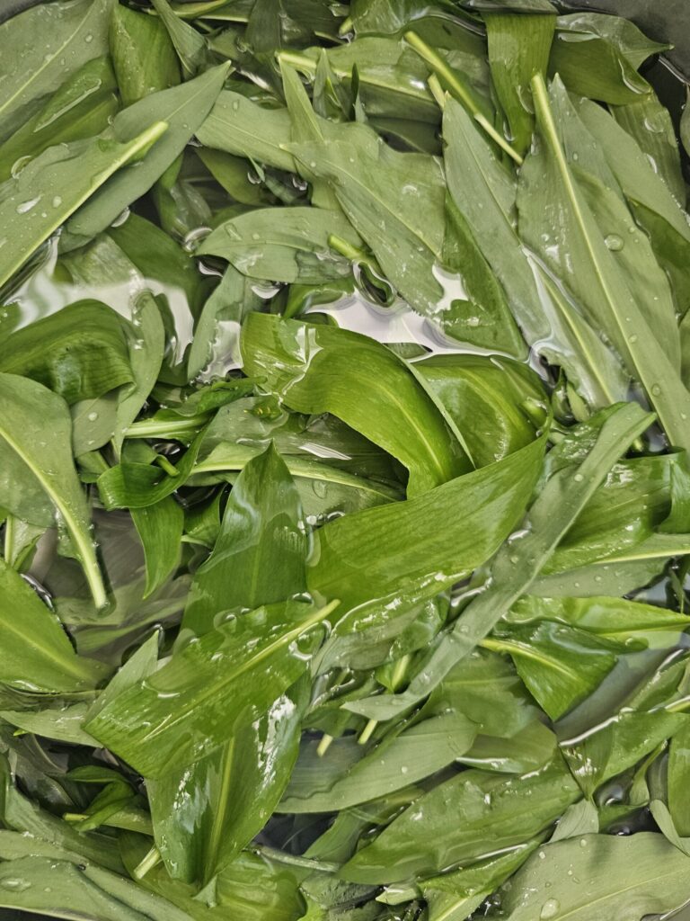 Nettoyer l'ail des ours est indispensable.