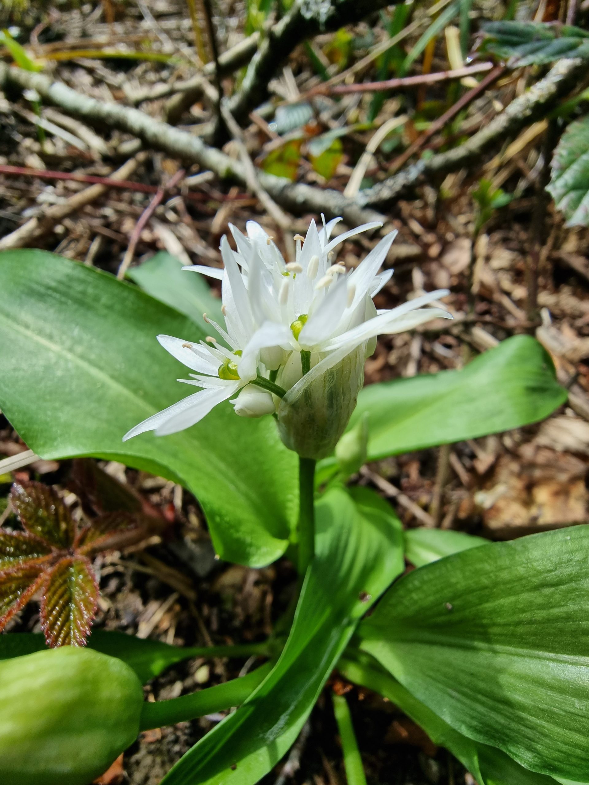 Fleurs sortant de leur bractée membraneuse