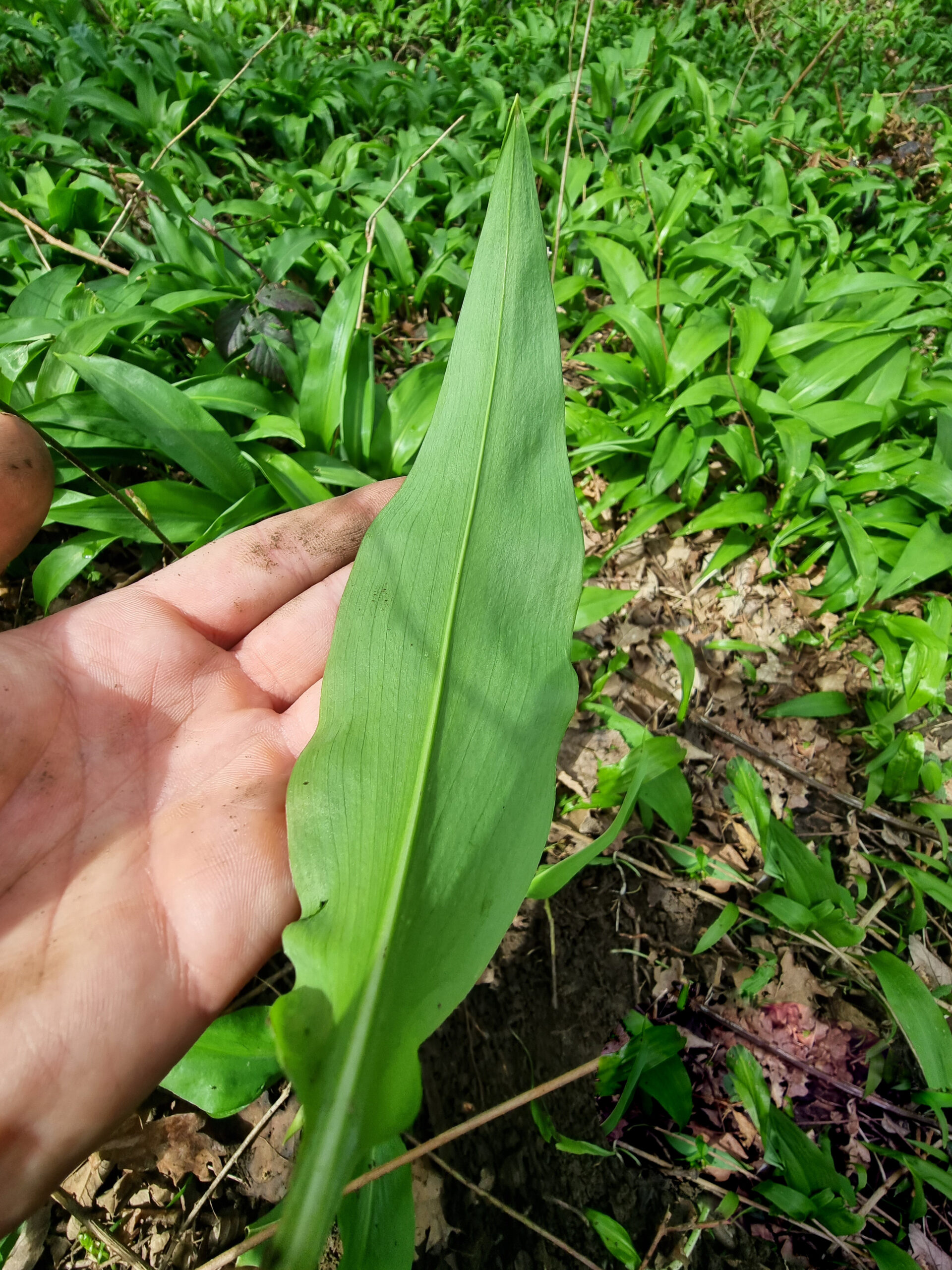 Dessous de la feuille de l'ail des ours