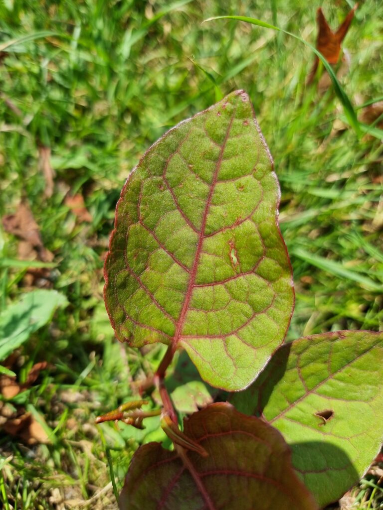 Jeune feuille de renouée.