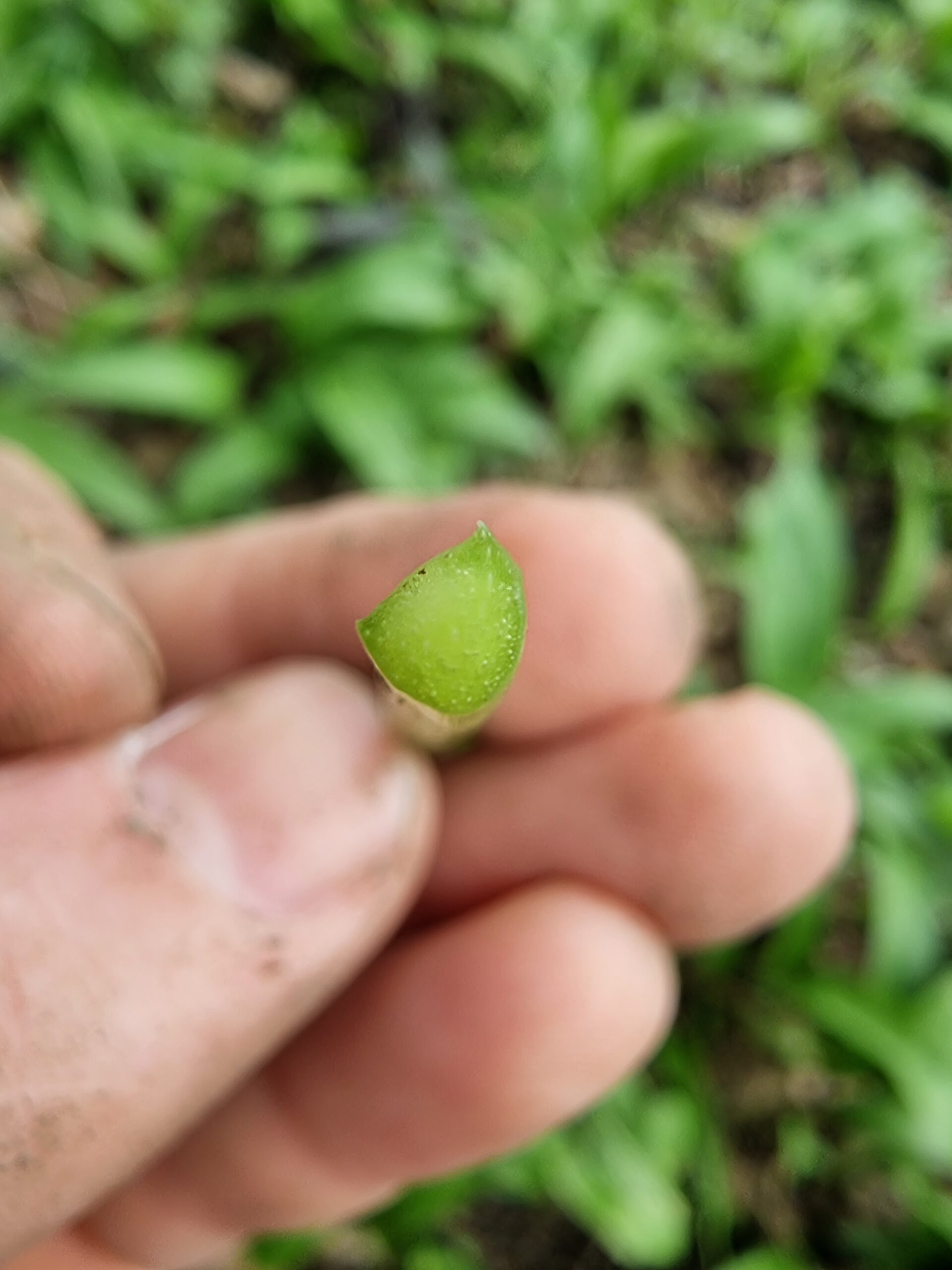 La tige de l'ail des ours est triangulaire avec deux angles net saillants.
