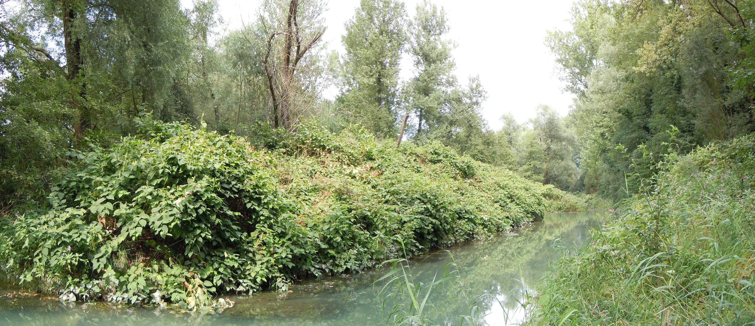Renouée du Japon envahissante