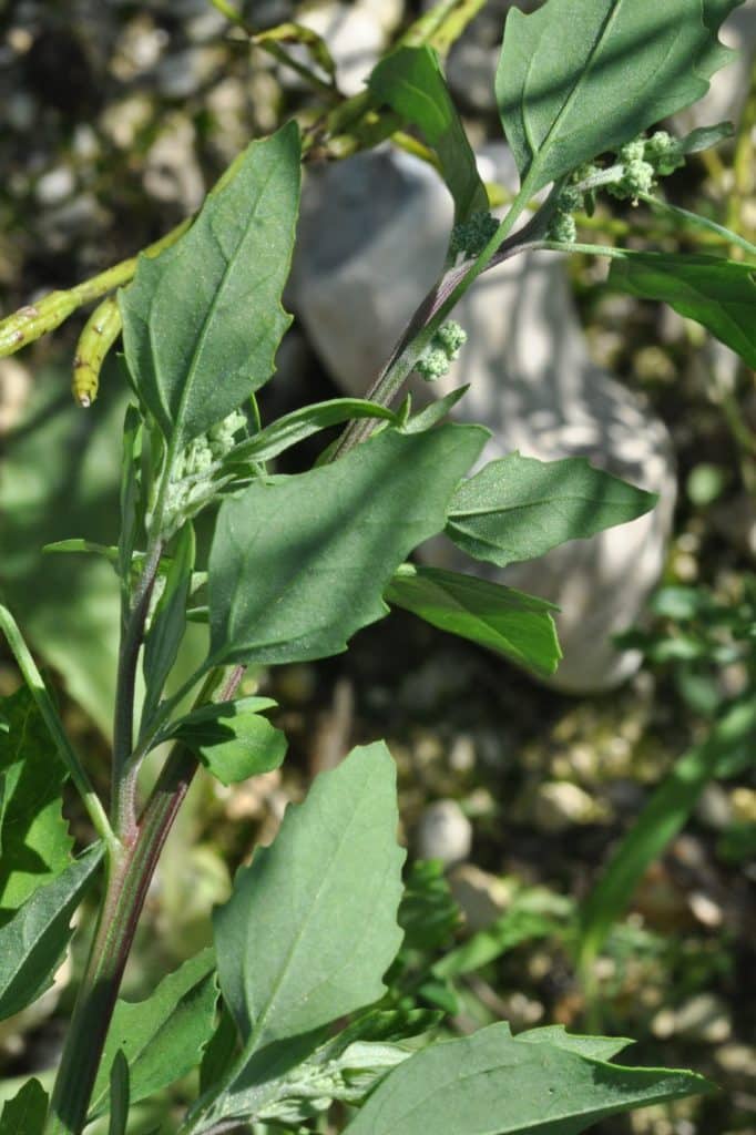 Le chénopode blanc fait partie des plantes sauvages riches en protéines