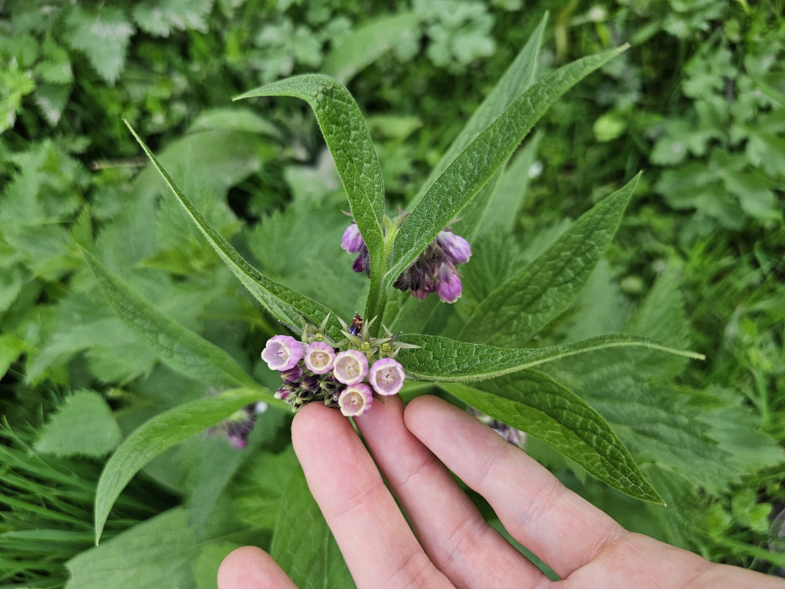 Fleurs de la consoude comestible
