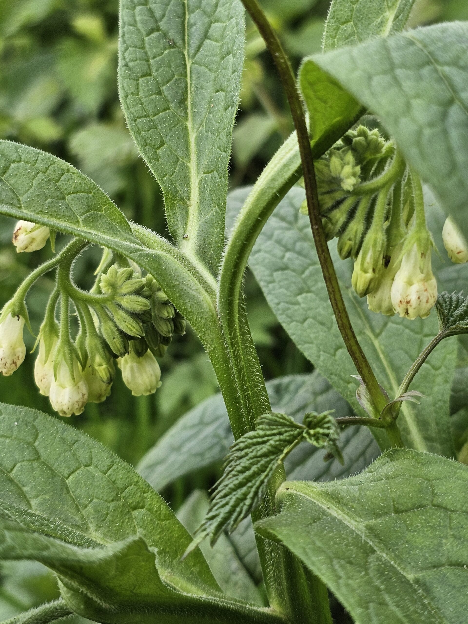 Tige de la consoude officinale