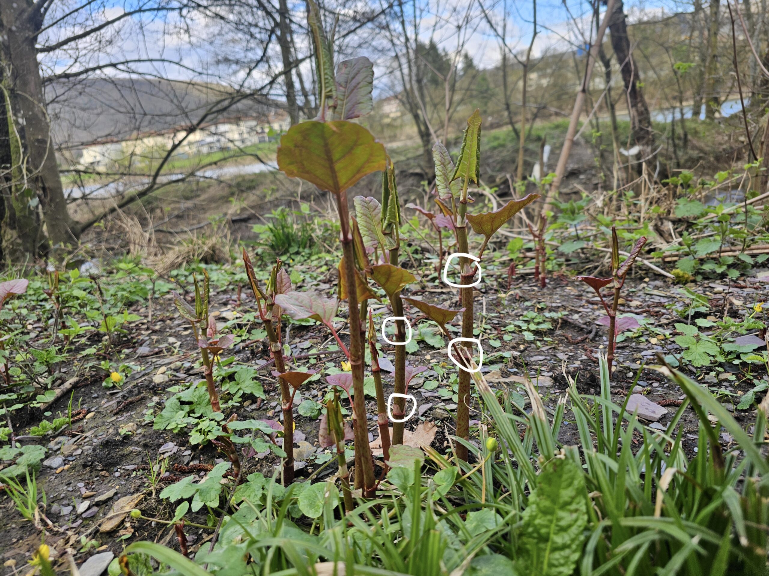 La renouée du japon comestible
