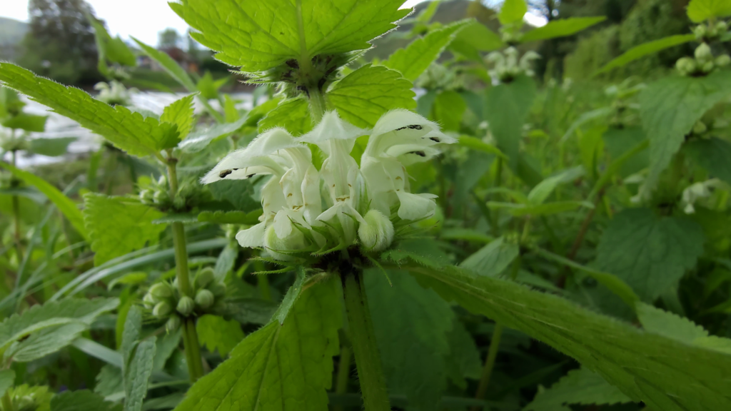 Fleurs zygomorphes du lamier blanc 