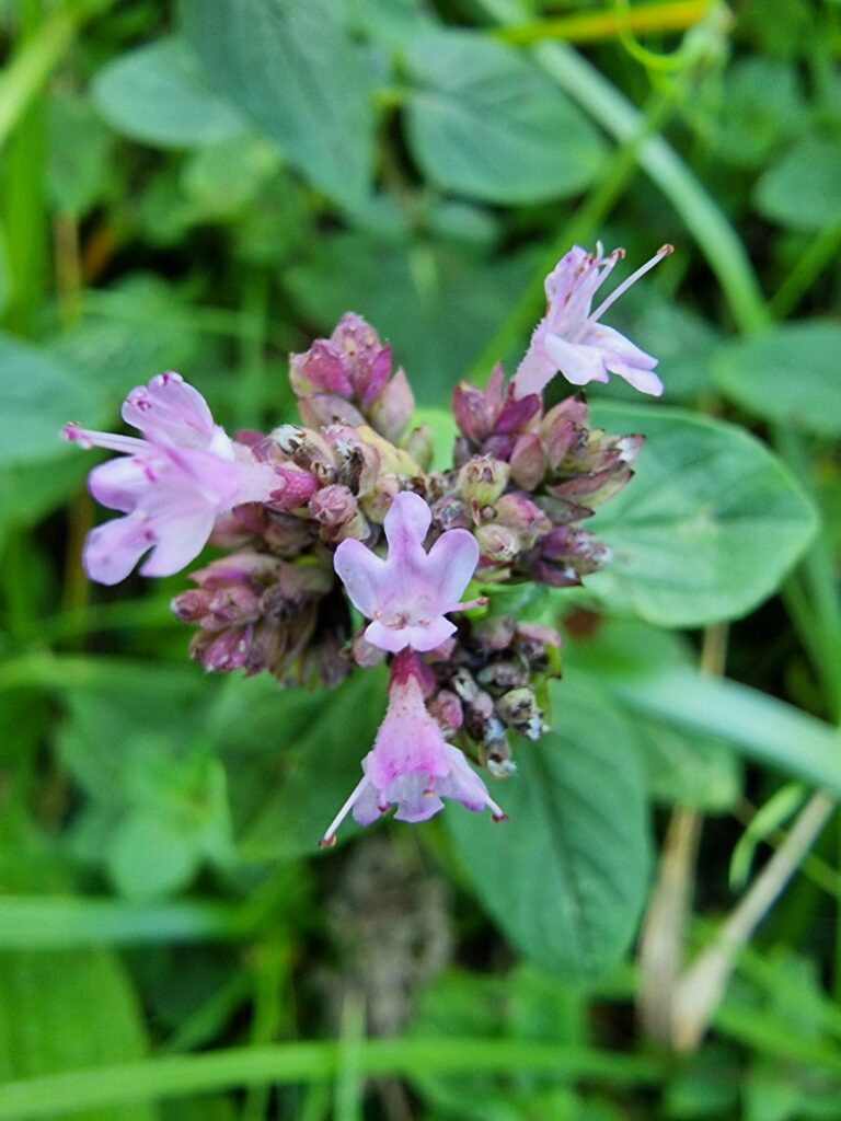 Fleurs zygomorphes de l'origan commun