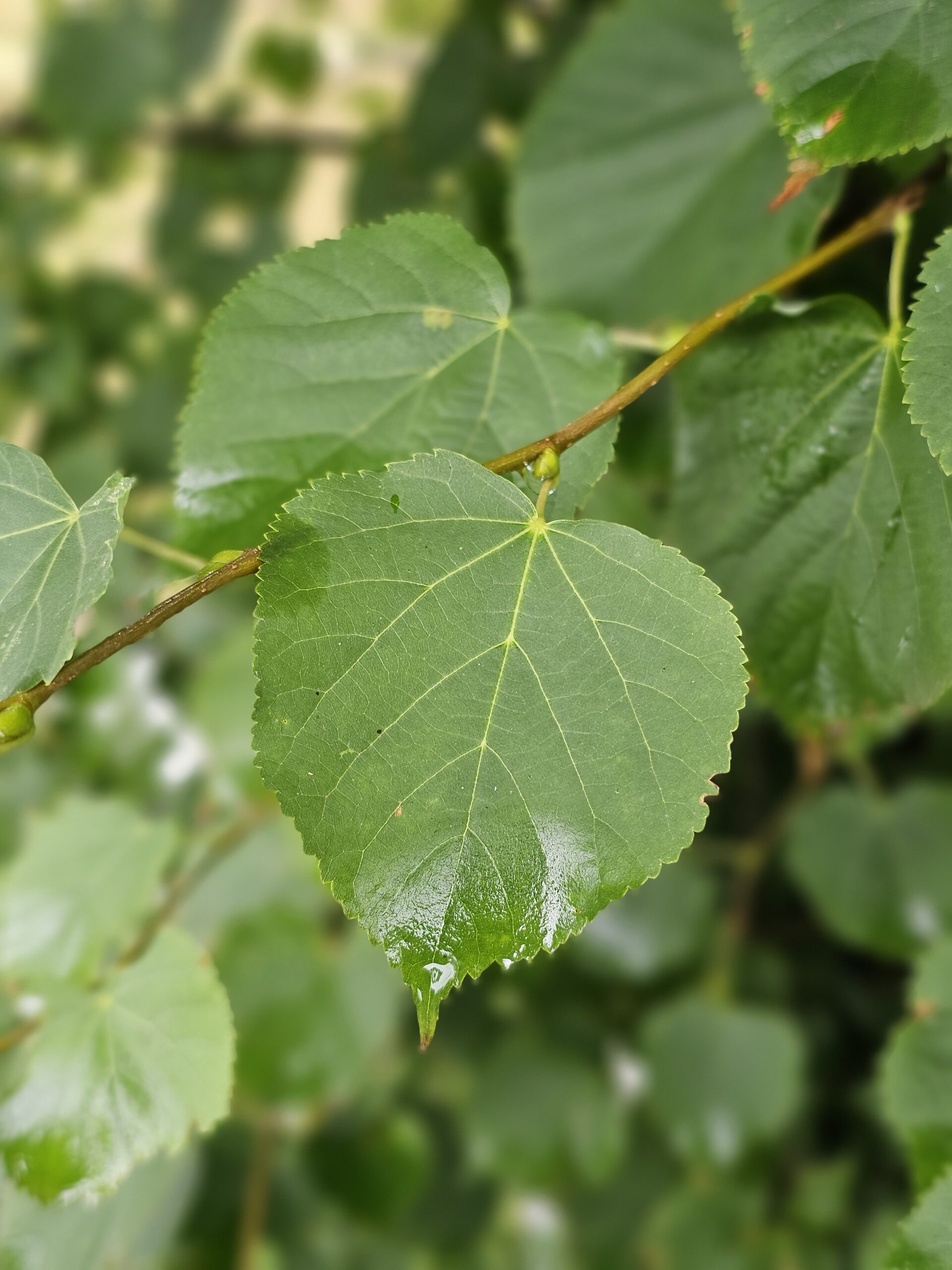 Feuille du tilleul à petites feuilles