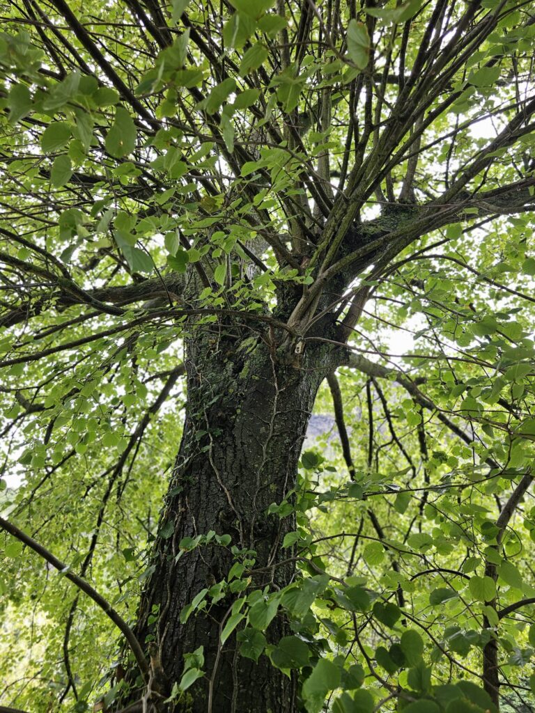 tilleul à petites feuilles,tilia cordata,tilleul petites feuilles