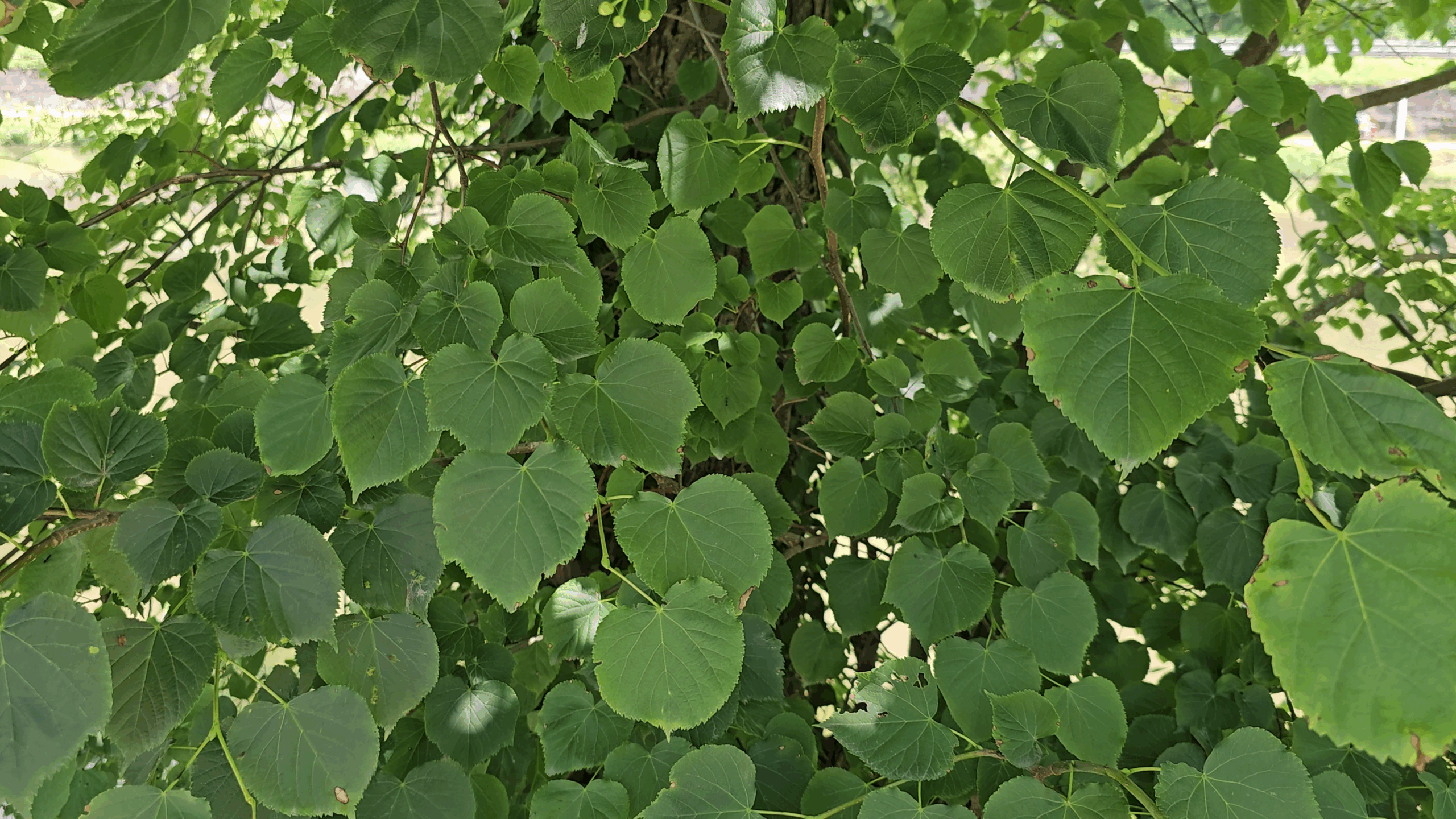 tilleul à petites feuilles2