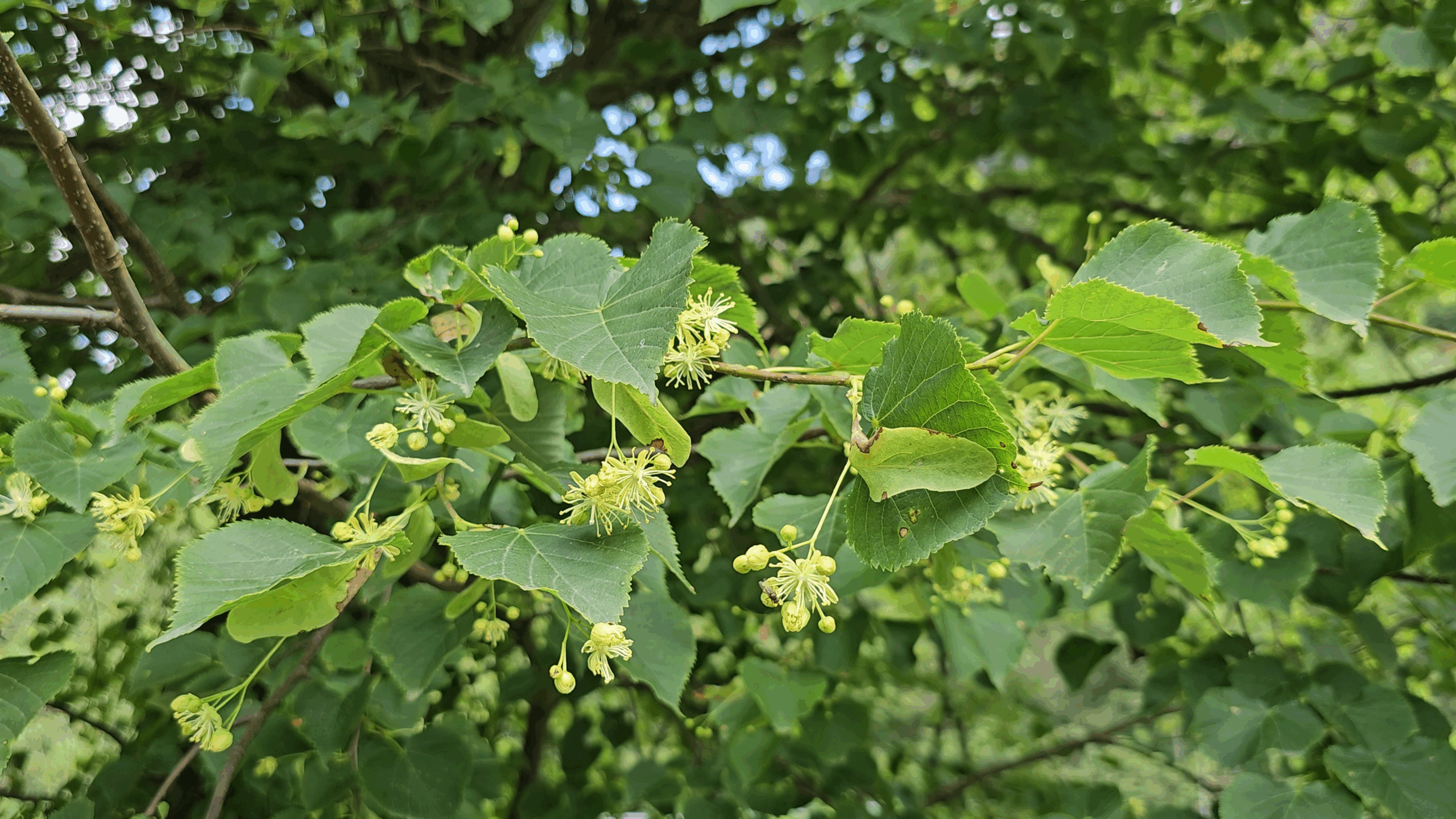 Les fleurs du tilleul à petites feuilles (tilia cordata)