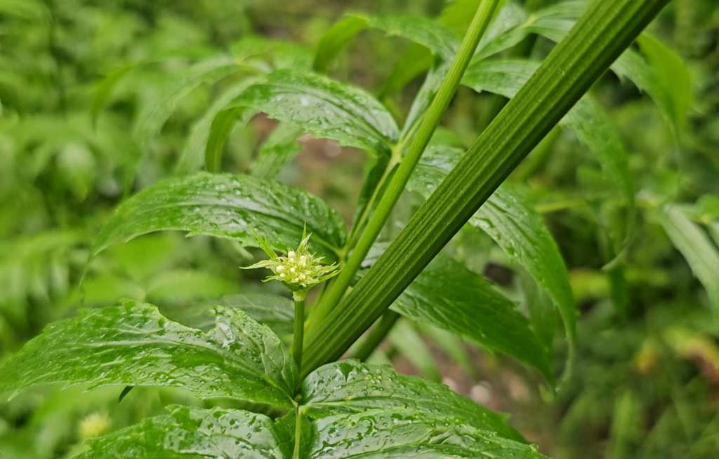 La tige est glabre en haut de la tige chez la valériane officinale (Valeriana officinalis)