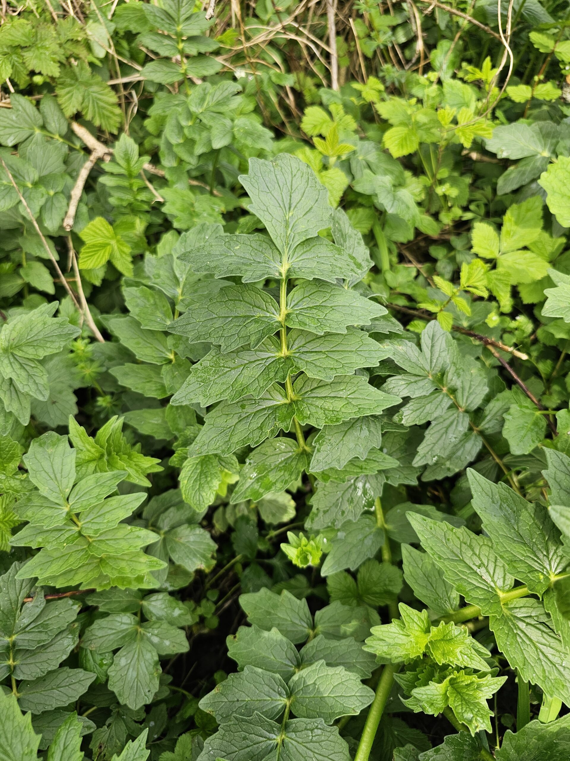 Feuille de la valériane officinale