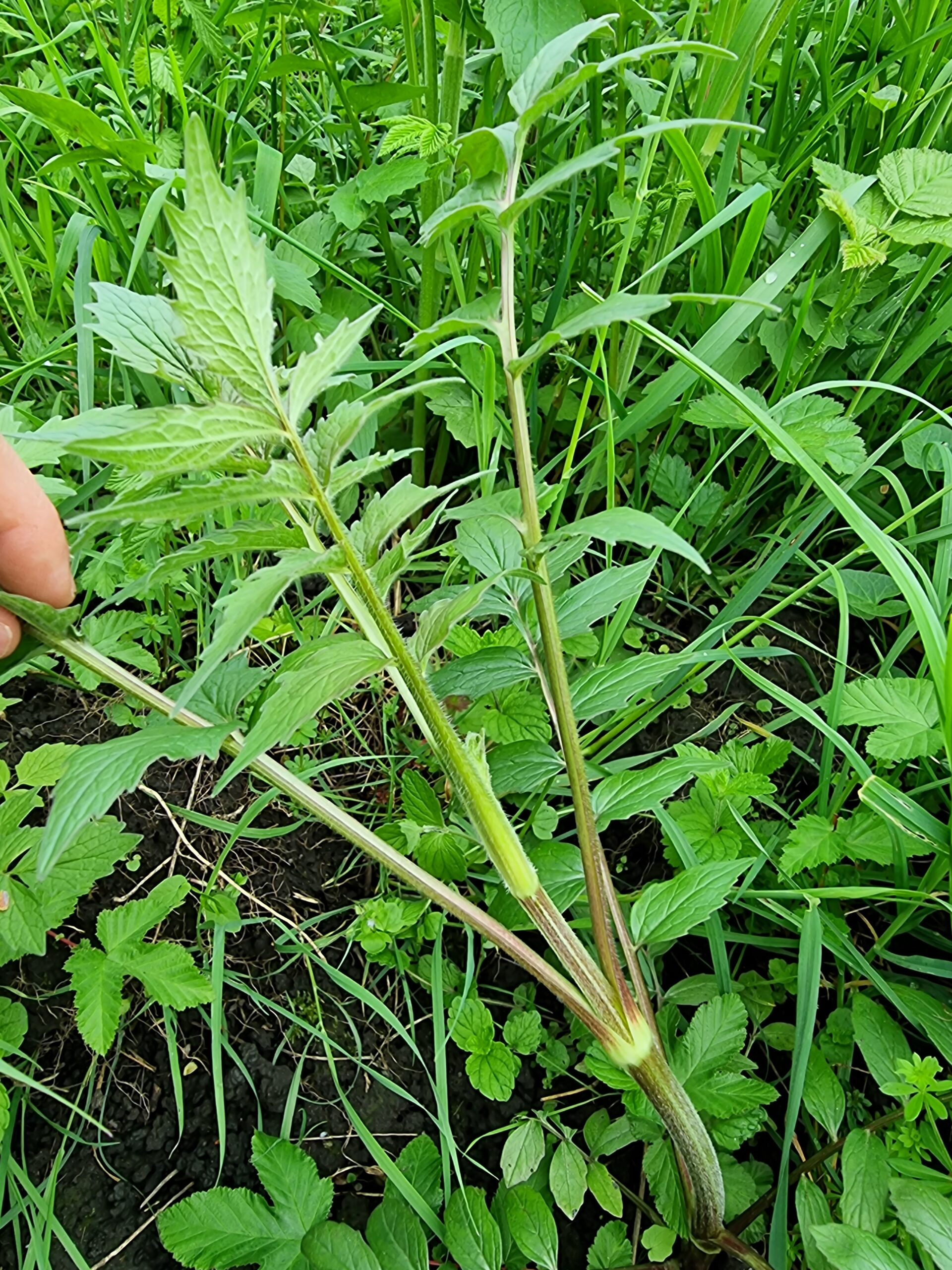 Valériane officinale
