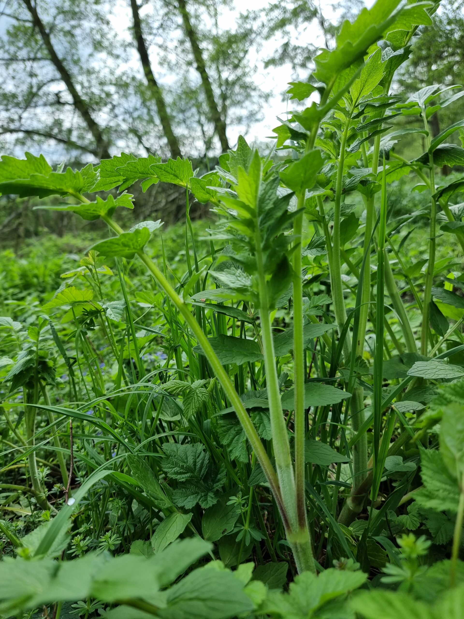 Valériane officinale