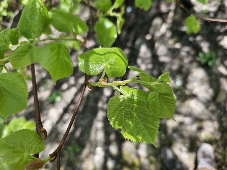 Les tilleuls font partie des plantes riches en protéine
