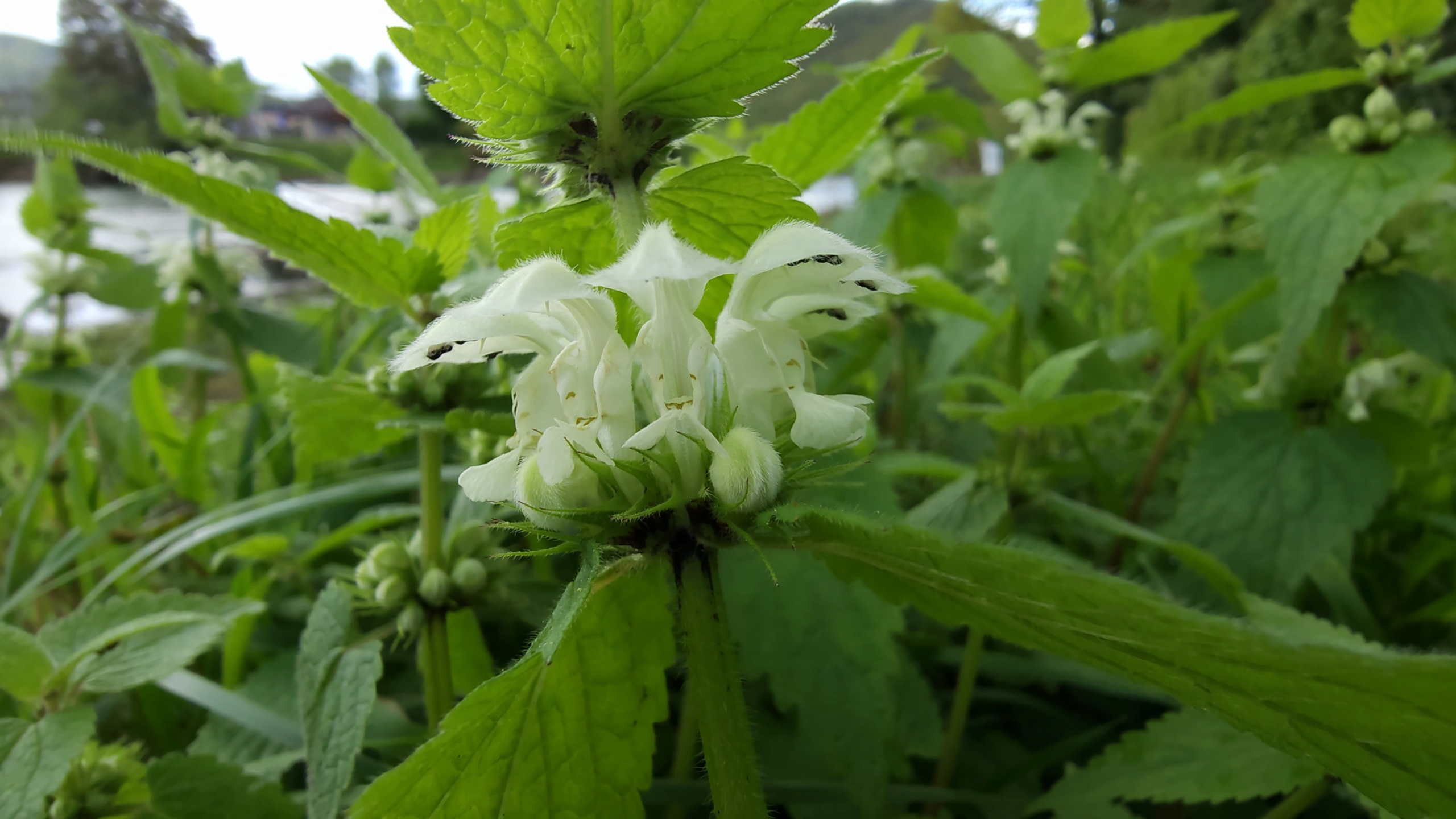 lamier blanc fleurs en glomérules