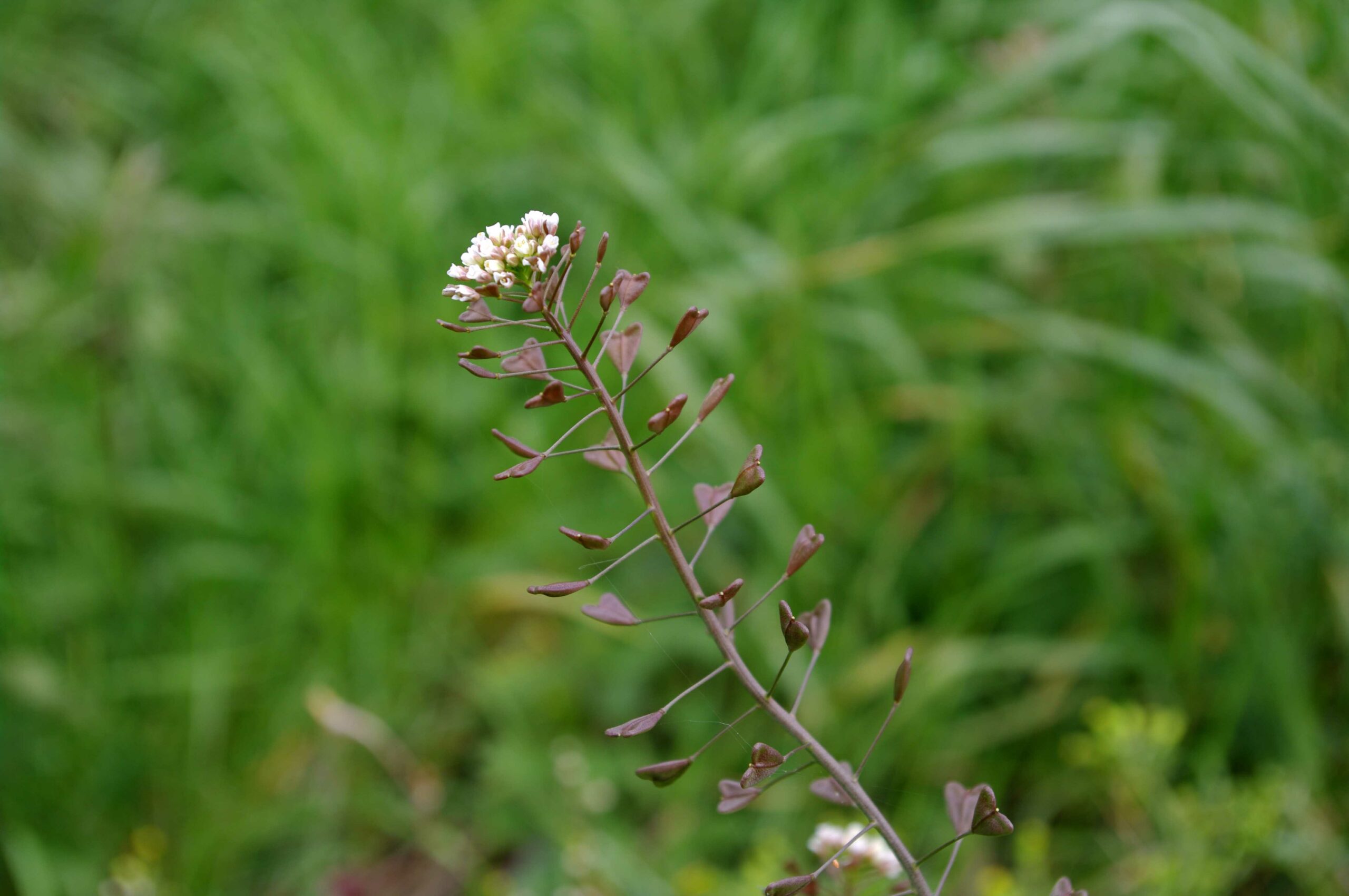 Fruits de la bourse à pasteur