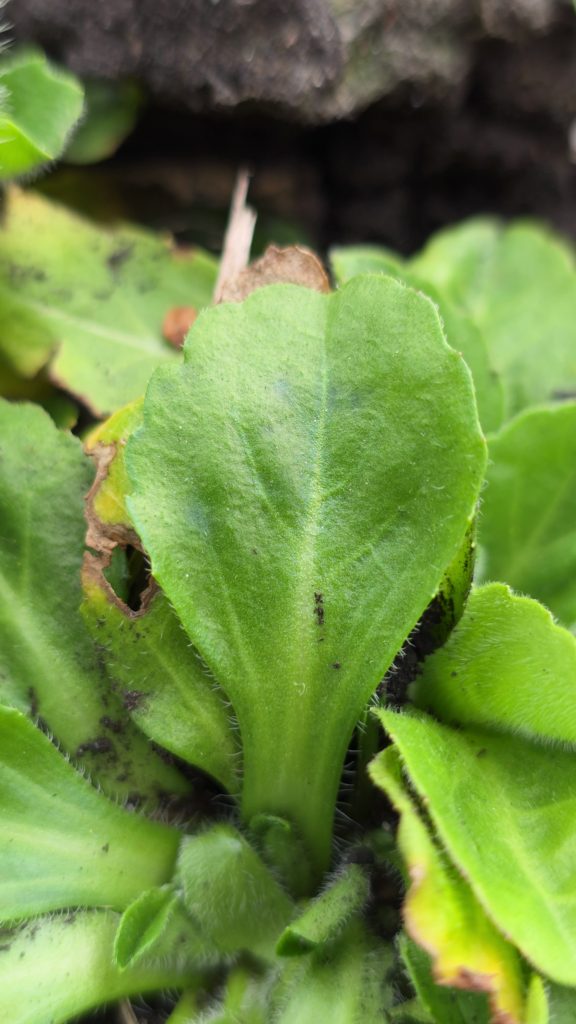 feuille spatulee paquerette