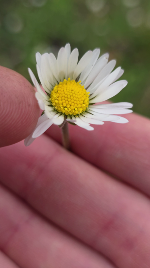 paquerette comestible et médicinale
