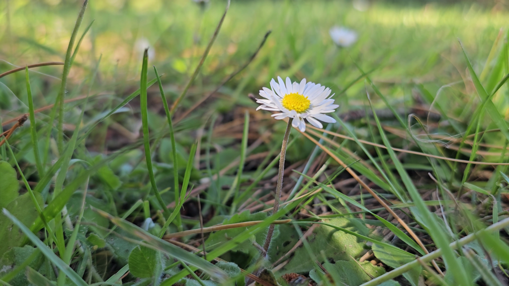 paquerette vivace comestible