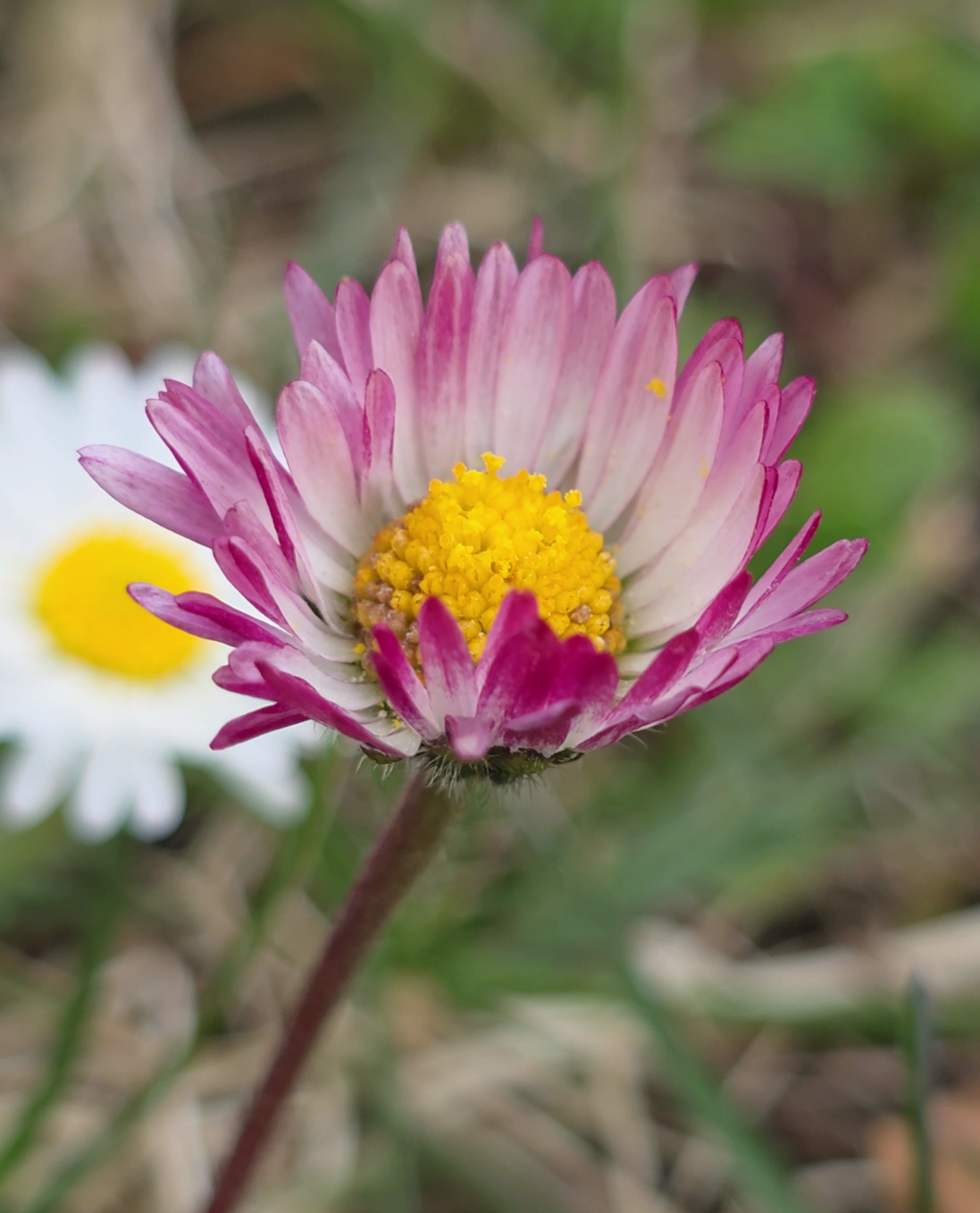 fleurs ligulées violette paquerette