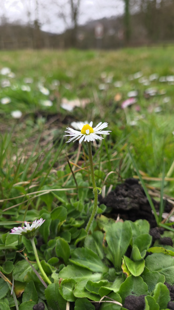 paquerette comestible dans son milieu