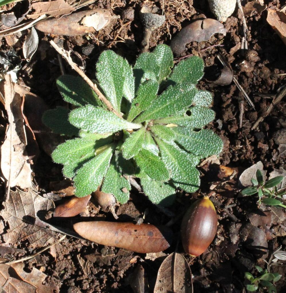 rosette, arabette hirsute