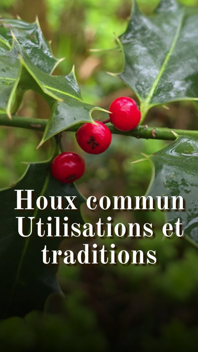 Le houx commun (Ilex aquifolium) : usages et traditions associées
Dans cette vidéo, je vous parle de cet arbuste (parfois un petit arbre) emblématique et très commun : ses usages anciens et médicinaux, ses utilisations en tant que plante protectrice, etc. 

⚠️ Ne consommez pas le houx commun puisqu'il renferme des alcaloïdes toxiques. S'il arrivait d'en faire des tisanes, ce n'est plus le cas aujourd'hui !

🟢 Comment fabriquer de la glu naturelle avec du houx ? 

- Récoltez des branches de houx en juin/juillet
- Faites-les bouillir pour retirer plus facilement l’épiderme
- Prélevez l’écorce interne et refaites-la bouillir 2 à 3h. Versez ensuite le mélange dans des pots non bouchés.
- Laissez fermenter 15 jours dans un endroit frais et humide
- Une matière visqueuse se forme : c’est la glu !
- Conservez-la dans l’eau et mouillez vos mains avant de la manipuler pour éviter qu’elle ne colle 

REPOST modifiée d'une vidéo publiée le 23 avril : version plus courte, avec doublage de la voix et montage corrigé. 

#houx #plantesauvage #plantestoxiques #plantesmedicinales #bosquetsauvage #cueillette #légendes #ilex #ilexaquifolium