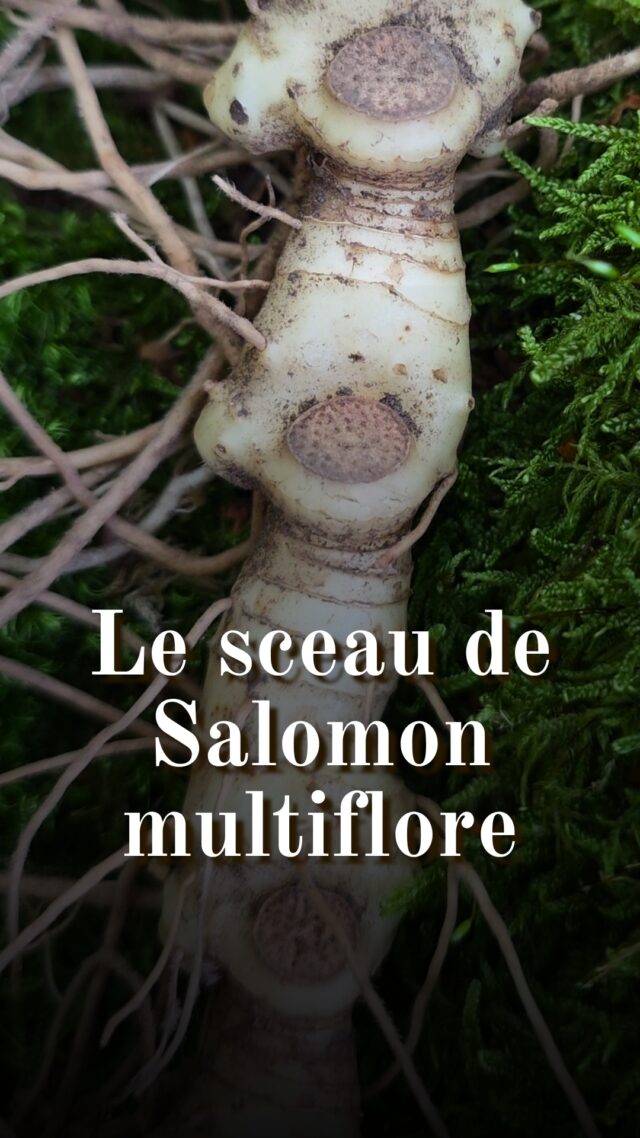 Connaissez-vous le sceau de Salomon multiflore (Polygonatum multiflorum) ? Une plante médicinale mythique ignorée en France...

Le nom latin Polygonatum signifie « à plusieurs nœuds / genoux ». On l’appelle ainsi genouillat ou grenouillet, des noms évoquant la flexion des genoux, comme une génuflexion religieuse. Ce sens est renforcé par l'observation de la plante puisqu'elle pousse penchée, comme si elle faisait une révérence... Selon une autre légende, le roi Salomon tenait le sceau-de-Salomon dans sa main pour commander les pierres et ériger le Temple de Jérusalem. Certains peuples indigènes d'Amérique du Nord faisaient brûler son rhizome sur des charbons (comme de l'encens). Il dégageait un parfum agréable qui favorisait le sommeil. Comment l'utiliser ? On peut broyer son rhizome frais et l'appliquer localement, réaliser une décoction du rhizome pendant 15 minutes ou le faire sécher et le réduire en poudre. Cela permet de l'utiliser en cataplasme plus facilement tout au long de l'année. Certains l'utilisent en interne mais il est indispensable de consulter un professionnel de santé. Le rhizome ressemble à des articulations ou à des vertèbres, ce qui, selon la théorie des signatures, confirme ces usages. Et justement, l'herboriste américain Matthew Wood la considère comme le remède le plus fiable et infaillible sur le système musculaire et squelettique. Il l'utilise également pour calcifier les os ou sur les chiens. Quand ramasser le rhizome pour profiter de ses propriétés ? Toute l'année, mais idéalement, on privilégie l'automne (en ce moment donc !) pour profiter d'un maximum de propriétés. Pensez à le faire sécher. Ma première vidéo Youtube a été publiée hier sur l'oxalis des bois ! N'hésitez pas à y jeter un oeil, vous le ne regretterez pas (je m'y engage ! ☺️) Les baies sont légèrement toxiques et on ne doit pas les consommer. Je gouterai les pousses du sceau-de-Salomon au printemps prochain et vous partagerai tout ça ! #bosquetsauvage #histoire #plantesauvages #botanique #plantessauvages #plantesmédicinales