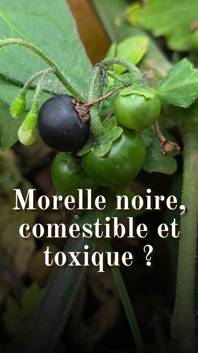 La morelle noire (Solanum nigrum) est-elle comestible ou toxique ? Les deux mon capitaine ! Elle fait partie de la même famille que nos légumes cultivés dont on oublie souvent la toxicité : les Solanacées. Chez la pomme de terre, les parties végétatives (feuilles, tiges), les germes et les tubercules verdis concentrent la solanine, un alcaloïde toxique. Chez les tomates 🍅 : les parties végétatives et les fruits verts (non mûrs) renferment de la tomatine (toxique également) et de la solanine. En mûrissant, le fruit voit sa teneur en alcaloïdes diminuer, ce qui rend la tomate mûre comestible, alors que les feuilles ou fruits verts restent toxiques.

🌍 La morelle noire est consommée dans de nombreux pays. Ses jeunes feuilles cuites sont consommées en Afrique (Cameroun, Éthiopie, Tanzanie, Madagascar), en Inde, en Australie, et en Grèce. Sans oublier La Réunion où Il n’est pas rare de manger des “brèdes morelles”. La concentration de solanine diffère d’une plante à une autre et on distingue de nombreuses sous-espèces. Du fait de cette teneur inconstante, sa consommation n’est pas recommandée en France. Je n’ai personnellement jamais eu de problème en consommant occasionnellement ses jeunes feuilles cuites en petite quantité mais chaque personne est différente et je ne vous encourage pas à le faire. C’est toutefois toujours bon à savoir. Je crois aussi utile de partager les symptômes d’une intoxication à la solanine : nausées, vomissements, diarrhées, douleurs abdominales, des maux de tête. Dans les cas les plus graves, des vertiges, hallucinations, troubles neurologiques. Je vous mets aussi en garde concernant son identification, surtout lorsqu’elle est jeune ! ⚠️ Les daturas (Datura spp.) ou la belladone (Atropa belladonna) font partie de la même famille, prudence donc. ⚠️

#bosquetsauvage #plantessauvages #cuisinesauvage #survie #morellenoire #solanumnigrum