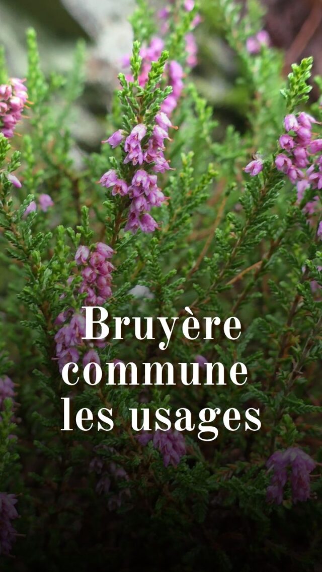 Pourquoi dit-on "bruyère" au lieu de "callune" ?
La callune commune (Calluna vulgaris) et les vraies bruyères (Erica sp.) se ressemblent énormément et poussent souvent côte à côte. Elles font partie de la même famille (les Éricacées) mais n’appartiennent pas au même genre. Pendant des siècles, on a utilisé indifféremment ces plantes pour les mêmes usages. Peu importait la distinction botanique précise, l'utilité était identique. Le mot "bruyère" (du gaulois brucus) était déjà bien établi dans la langue française quand la nomenclature botanique moderne s'est développée. Même si son vrai nom botanique est callune commune, "bruyère commune" reste un nom vernaculaire (commun) officiellement reconnu pour nommer cette espèce. 

Elle est légendaire par ses usages mais aussi pour son importance. La bruyère était considérée par les Celtes comme une plante magique associée à la magie blanche et aux pouvoirs de guérison. Dans son ouvrage Les mythes celtes. La Déesse blanche, Robert Graves indique que les Gaulois avaient même une divinité spécifique nommée Uroica entièrement dédiée à cette plante. Il précise que des inscriptions en Suisse romandes permettent de l’attester.
Efficace dans les bains ? 
L’efficacité de la bruyère dans le bain résulte de la synergie entre les composés qu’elle renferme. Les tanins resserrent les tissus, l’arbutine désinfecte, les flavonoïdes protègent et les triterpènes apaisent les inflammations. Cette combinaison explique les propriétés détoxifiantes, relaxantes et purifiantes traditionnellement attribuées aux bains de bruyère.

On réalise une décoction de sommités fleuries de callune commune (on peut utiliser les feuilles dans l’année mais c'est moins efficace). On utilise 100 g de sommités fleuries fraîches pour 1 L d’eau (ou 10 à 20g si la plante est sèche). On fait une décoction pendant 10 minutes avant de laisser infuser 15 minutes. On verse ensuite la décoction dans l’eau du bain. 
En usage interne, on utilise traditionnellement les sommités fleuries également. Demandez toujours conseil à un professionnel.

#plantessauvages #bosquetsauvage #histoire #nature #légendes #plantesmedicinales
