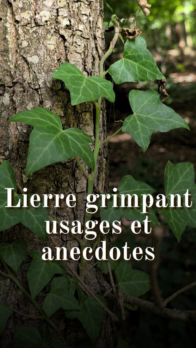 Les usages et les anecdotes du lierre grimpant (Hedera helix)

⚠️ La consommation de feuilles fraiches de lierre grimpant est dangereuse. On utilise toujours les feuilles séchées. Consultez un professionnel de santé avant tout usage. Porter des gants pour le cueillir est recommandé.
Indications des feuilles de lierre grimpant
- Affections respiratoires : trachéobronchites aiguës et chroniques, toux grasse ou spasmodique, asthme chronique. 
- Protection de la muqueuse gastrique et soutien lors de traitements anti-inflammatoires (arthrite, pathologies respiratoires). 
- en usage externe, il aide à lutter contre la cellulite et stimule la microcirculation cutanée.
Les informations présentées ici sont à titre informatif uniquement et ne se substituent pas à l’avis d’un professionnel de santé, qu’il convient de consulter.

Usage : 0,3 à 0,5 g de feuilles séchées dans 150 ml d’eau à faire infuser 10 minutes. Filtrer et consommer 1 tasse 2 à 3 fois par jour.
En externe contre la cellulite, on peut réaliser un cataplasme de feuilles fraiches (réaction allergique possible), ou réaliser un macérat huileux. 
⚠️Contre-indications : 
- Ne pas utiliser en cas d’hypersensibilité aux Araliacées (ginseng, éleuthérocoque…). 
- À éviter pendant la grossesse et l’allaitement (risque théorique de contractions utérines, manque de données claires). 
- Déconseillé chez l’enfant de moins de 2 ans. De 2 à 4 ans, un avis médical est impératif avant toute utilisation.
- Interactions possibles avec des antitussifs en cas de prise simultanée. 

📚 Source : Grand manuel de phytothérapie du Dr Éric Lorrain (Dunod, 2024). 
J'ajoute les autres anecdotes en commentaire... Il n'y a pas suffisamment d'espace.. 🫣 #bosquetsauvage #botanique #histoire #plantesauvages #lierregrimpant #legendes #folklore #plantesmédicinales