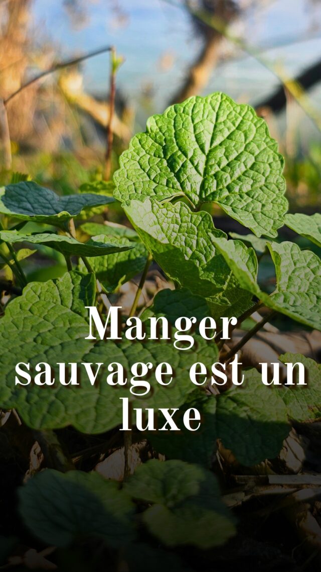 Manger sauvage est un luxe ! Depuis les origines de l'humanité, nous nous sommes nourris de plantes sauvages. La cueillette est restée essentielle après l’invention de l’agriculture, en période de famine comme en temps de paix, et tous, pas seulement les plus démunis, appréciaient ces traditions.

Mais à la fin du Moyen Âge, la cueillette s’est dévalorisée. Les paysans, qui vivaient de céréales, légumineuses, légumes rustiques et plantes sauvages, étaient jugés « rustres », tandis que les nobles se nourrissaient de viande, pain blanc, sucre et produits exotiques, cultivés par des jardiniers spécialisés. Avec les Grandes Découvertes, les bourgeois riches importèrent de nouvelles plantes qui deviendront nos aliments de base actuels.

Entrés en ville comme ouvriers, les anciens paysans abandonnèrent leur alimentation traditionnelle pour adopter celle des bourgeois, effaçant ainsi des millénaires de savoir-faire. De nombreux légumes locaux comme le panais, disparaissaient des jardins. La cueillette devenait indigne et liée aux disettes. 

Par chez moi, loin des grandes villes, les plantes sauvages sont souvent délaissées, encore associées à la pauvreté. Je me rappelle d’un homme que j’avais croisé en train de ramasser des pissenlits. Tout enthousiaste, je lui ai demandé : « Vous aussi, vous mangez des plantes sauvages ? » Son visage s’est figé d’horreur avant qu’il réponde rapidement : « Ah non ! C’est pour mes lapins ! ».... 
Pendant ce temps, en ville, de nombreux restaurants les mettent à l’honneur dans leurs plats, et de plus en plus de personnes s’y intéressent pour leur santé ou pour gagner en autonomie. Il y a encore beaucoup de chemin à parcourir !

#nature #autonomie #resilience #plantessauvages #permaculture #bosquetsauvage