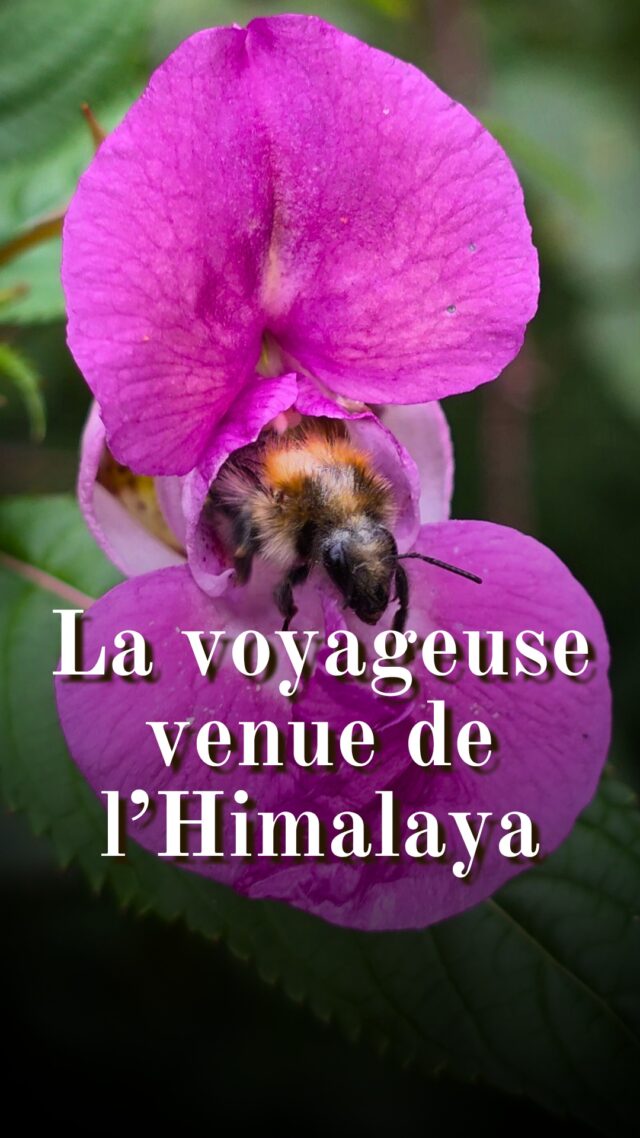 Une plante classée comme invasive et que l'on rencontre de plus en plus souvent. C'est la balsamine de l'himalaya (Impatiens glandulifera) aussi appelée balsamine glanduleuse, impatiente de l'Himalaya, impatiente glanduleuse. 

⚠️ Ne consommez ses graines qu’avec parcimonie. Il est préférable de les faire cuire puis de jeter l’eau de cuisson si l’on souhaite en consommer davantage. Elles renferment des oxalates, aussi les personnes souffrant de rhumatismes ou de troubles rénaux doivent éviter d’en consommer. Faute de recul suffisant sur leur consommation en Europe, il convient de ne pas en abuser par mesure de précaution.

#plantessauvages #bosquetsauvage #histoire #nature #balsamine #biodiversité #balsaminedelhimalaya #impatiensglandulifera