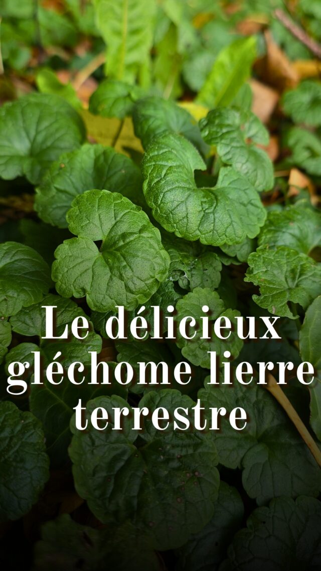Connaissez-vous le gléchome lierre terrestre (Glechoma hederacea) ?

Je suis pleinement conscient du travail exceptionnel des chefs qui subliment nos plantes sauvages, et le prix de leurs menus n’est absolument pas remis en question. Mon intention est simplement de montrer à quel point nous sous-estimons souvent la valeur des plantes qui nous entourent… alors même qu’elles inspirent les plus grands noms de la gastronomie.
D’ailleurs, quand on sait qu’autrefois posséder un potager et manger des légumes cultivés relevait du luxe (reléguant la cueillette sauvage à une pratique « de pauvres ») il est fascinant de voir à quel point le sauvage aujourd'hui séduit les plus fortunés.
La référence au tarif de 200 € vient du menu « lierre terrestre » du chef David Toutain. Certains sites le mentionnent à 250 €, d’autres à 298 €. Il s’agissait d’un menu complet.

Petit rappel botanique :
Le lierre terrestre a une odeur très caractéristique qui permet déjà de l’identifier, mais j’aime transmettre du vocabulaire botanique ( ça aide à mieux observer et décrire les plantes.) Dans certains ouvrages, vous trouverez le terme "cordée" plutôt que "cordiforme". Les deux signifient la même chose.
Et pour finir... Une formation innovante est en préparation et sortira au printemps 2026. Vous pouvez d’ores et déjà vous inscrire sur la liste d’attente pour être tenu·e au courant, sur bosquetsauvage.com. 👀 #plantessauvages #botanique #bosquetsauvage #cuisinesauvage #plantesmedicinales